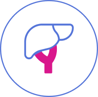 Liver function icon