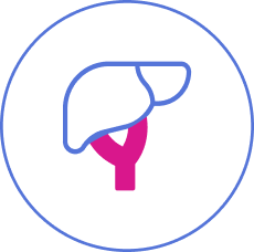 Liver function icon